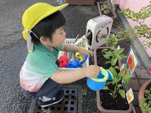 夏野菜